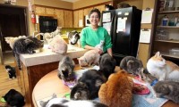 Cette femme vit avec 1100 chats !