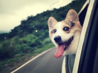 Comment voyager en voiture avec mon chien ?