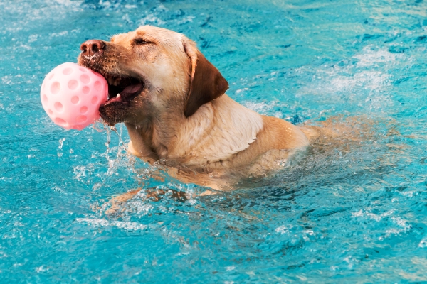 Piscine pour Chien : Le Premier Espace Aquatique Canin ouvert !