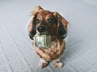 Un Français dépense en moyenne 883 euros par an pour son chien