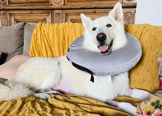 Le chien Berger Blanc Suisse de Julien Doré hospitalisé d'urgence