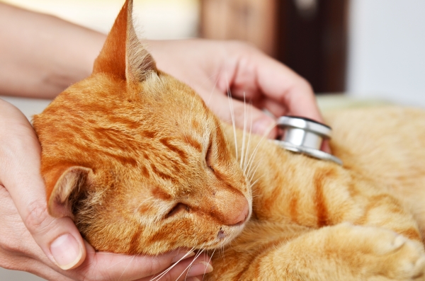 Empoisonnement du Chat : Causes, Symptômes et Traitement