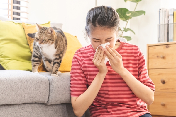Allergie aux Chats : L'essai clinique du vaccin ANG-101