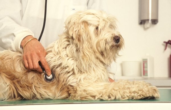 Pododermatite chez le chien : Causes, Symptômes et Traitement - Blog