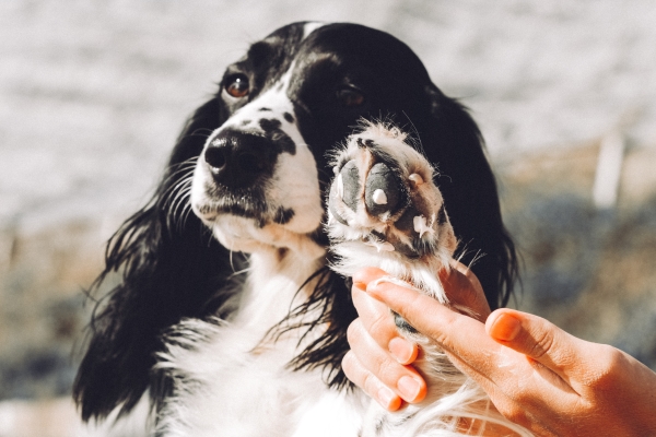 Comment soigner le coussinet d'une patte de chien ? 8 Réflexes