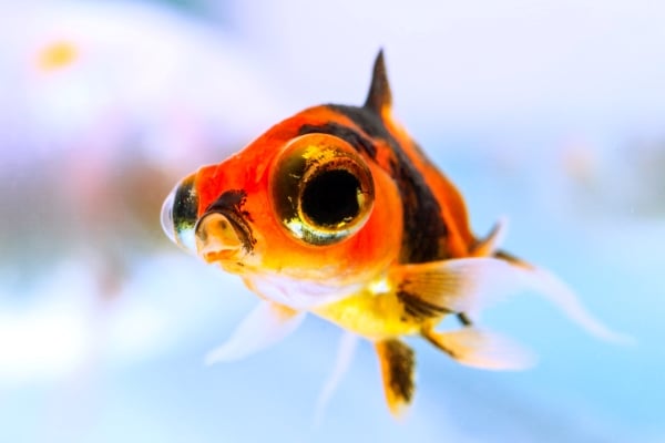 Poisson Télescope : Tout Savoir sur ce poisson-rouge !