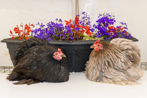 Ma poule est enrhumée : comment soigner le coryza ? - Blog