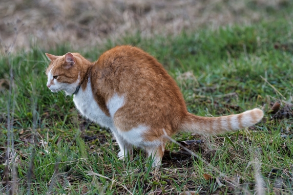 Diarrhée du Chat : Causes, Symptômes et Traitement
