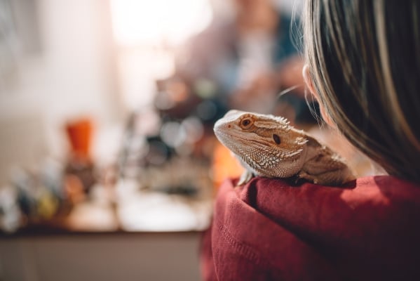 News ZOOMALIA : 9 Reptiles Domestiques pour débutant !