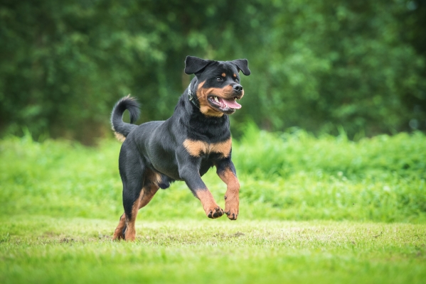 Rottweiler : Tout Savoir sur ce Chien de catégorie 2