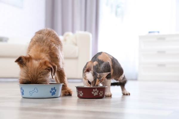 Mon Chat mange les croquettes du chien : Que faire ? 8 Conseils