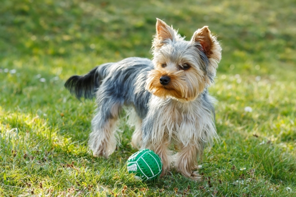 Yorkshire Terrier: Alles über diesen kleinen frechen Hund wissen!