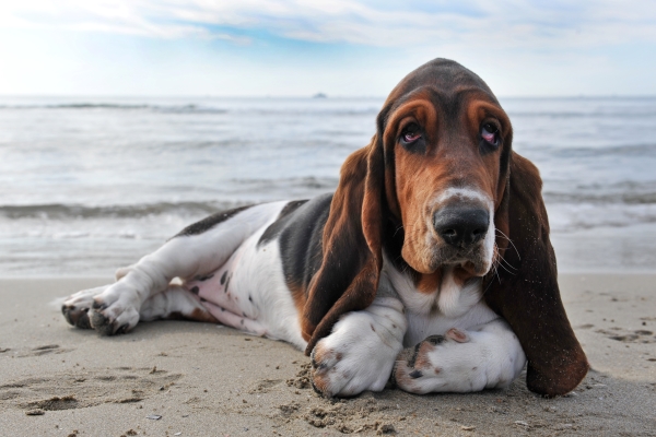 Basset Hound: Alles über diesen kleinen Jagdhund erfahren!