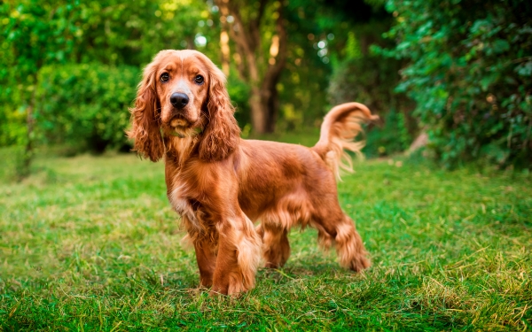 Englischer Cocker Spaniel: Alles Wissenswerte über diesen Hund mit langem Fell!