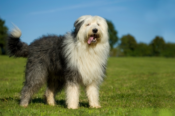 Bobtail: Alles über diesen großen Old English Sheepdog!