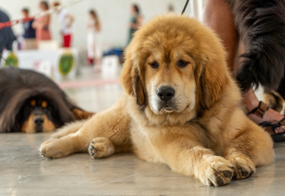 Kaukasischer Owtscharka: Alles über diesen bärenhaften Naturhund!