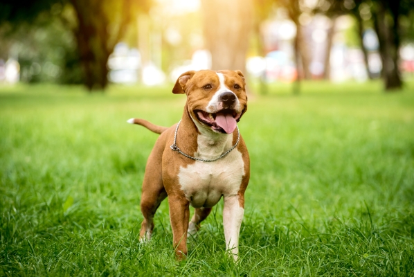 American Staffordshire Terrier: Alles über den Staff Hund erfahren!