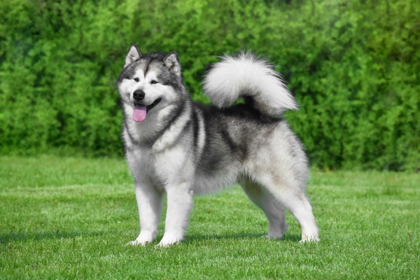 Alaskan Malamute: Alles über diesen großen, sportlichen Hund wissen!