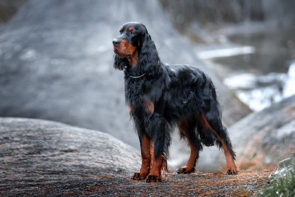 Setter Gordon: Alles über diesen Jagdhund Lord wissen!