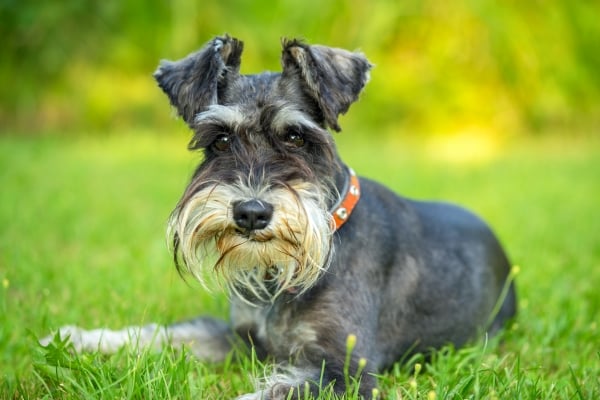 Schnauzer: Alles über diesen deutschen Wachhund wissen!