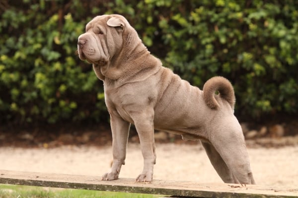 Shar Pei: Alles über diesen Samurai-Hund aus China wissen!