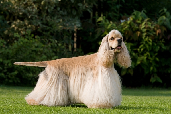 Amerikanischer Cocker Spaniel: Alles Wissenswerte über diesen charmanten Hund!