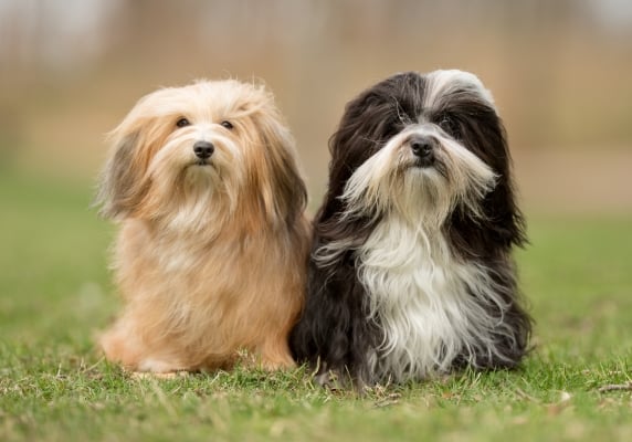 Bichon Havanais: Alles über diesen kleinen mediterranen Hund erfahren!