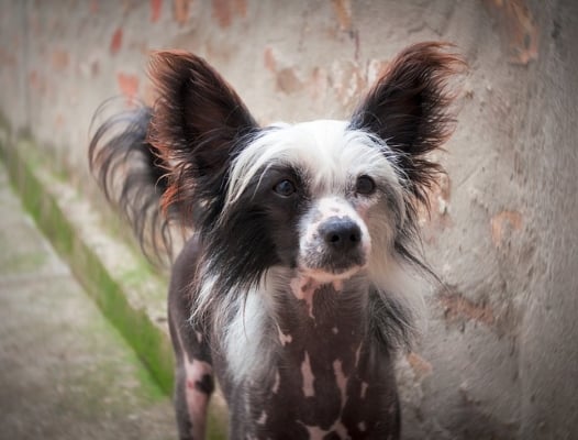 Chinesischer Schopfhund: Alles Wissenswerte über diese nackte Hunderasse!