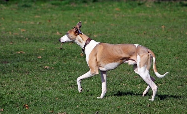 Whippet : Tout Savoir sur ce petit Chien Lévrier à poil court !