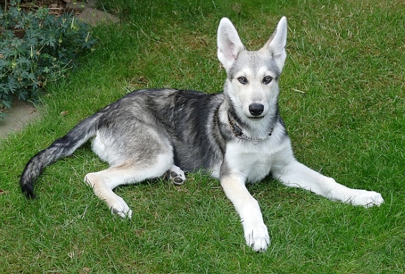 Saarloos Wolfhund: Alles über diesen Hybriden aus Schäferhund und Wölfin!