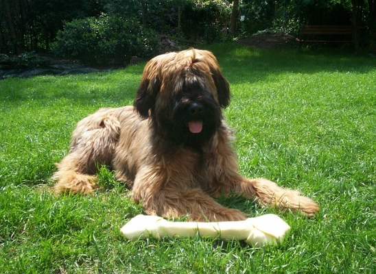 Briard: Alles über den französischen Berger de Brie!