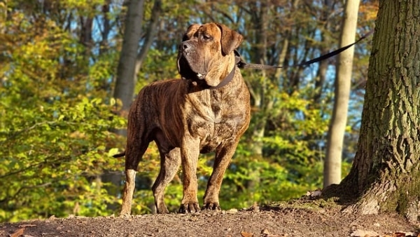 Dogo Canario : ¡Todo sobre esta raza de perro de las Islas Canarias!