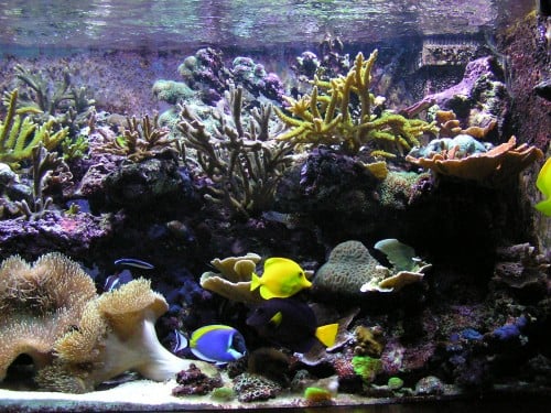 Het zeewateraquarium