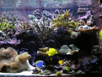 L'aquarium d'eau de mer