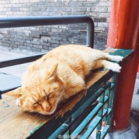 Des chats sauvés de l'expulsion par des internautes chinois