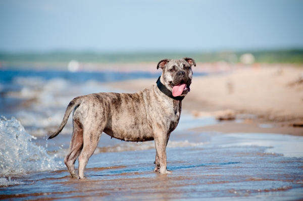 Mallorquinische Dogge: Alles über diesen Hund der Baleareninseln wissen!