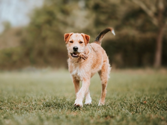 Border Terrier : Tout Savoir sur ce petit Chien Écossais !