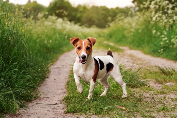 Jack Russell Terrier: Alles über diesen explosiven Laufhund wissen!