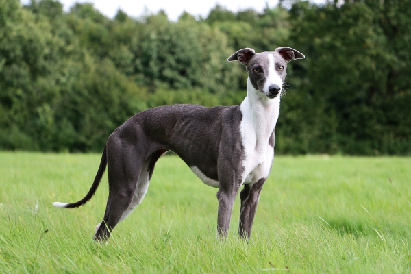 Greyhound: Alles über diesen exzellenten Windhund erfahren!