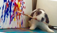 Bini, un lapin qui peint !