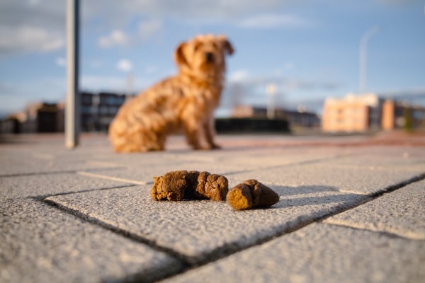 Quel Ramasse-crottes pour Chien ? Conseils d'Experts ZOOMALIA