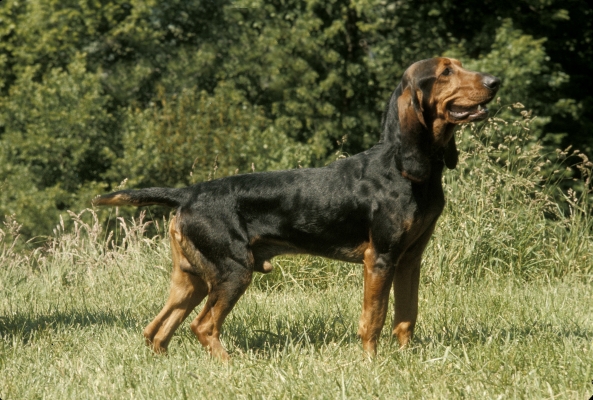 Bruno du Jura: Alles über diesen Schweizer Jagdhund wissen!