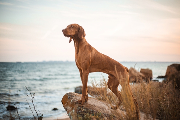 Braque Hongrois : Tout Savoir sur ce Chien d'arrêt à poil fauve !