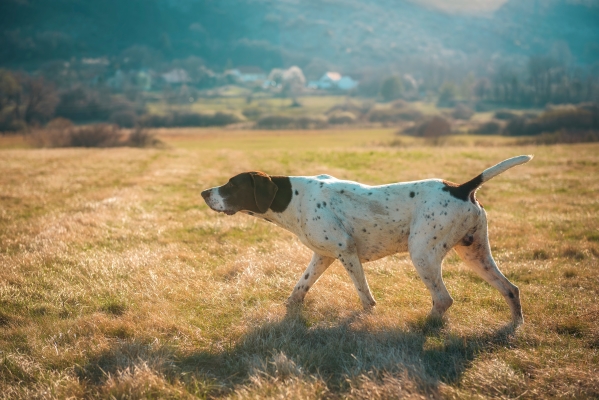 Englischer Pointer: Alles über diesen exzellenten Vorstehhund wissen!