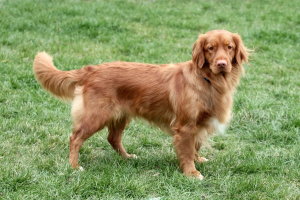 Nova Scotia Duck Tolling Retriever: Alles über den Toller Hund