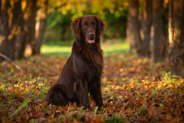 Flat-Coated Retriever: Alles über diesen Flat-Coated Hund erfahren!