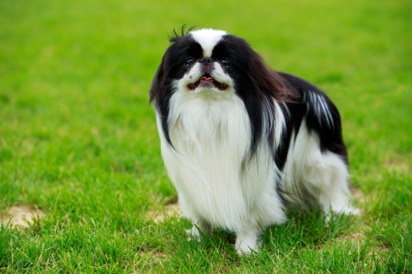 Japanischer Spaniel: Alles Wissen über diesen kleinen kaiserlichen Hund!