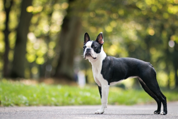 Boston Terrier: Alles Wissenswerte über diesen kleinen Molosser!