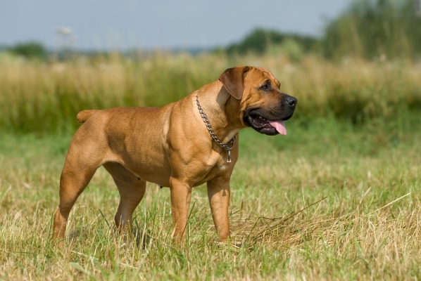 Boerboel: Alles über diesen großen und muskulösen Hund wissen!