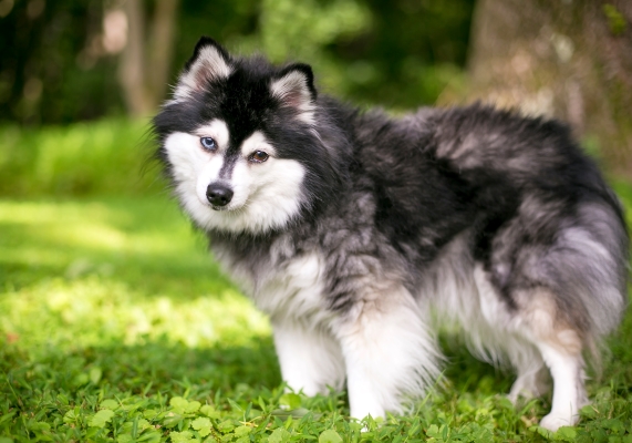 Alaskan Klee Kai: Alles über diesen Mini-Wolf-Hund wissen!